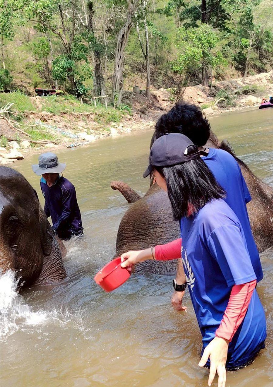 Half-Day Elephant Sanctuary, photo 2