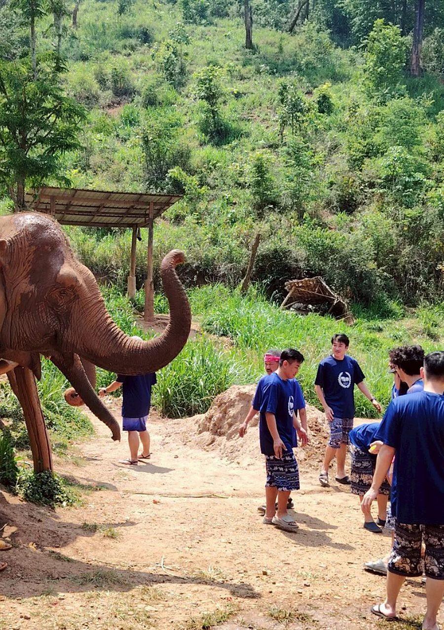 Half-Day Elephant Sanctuary