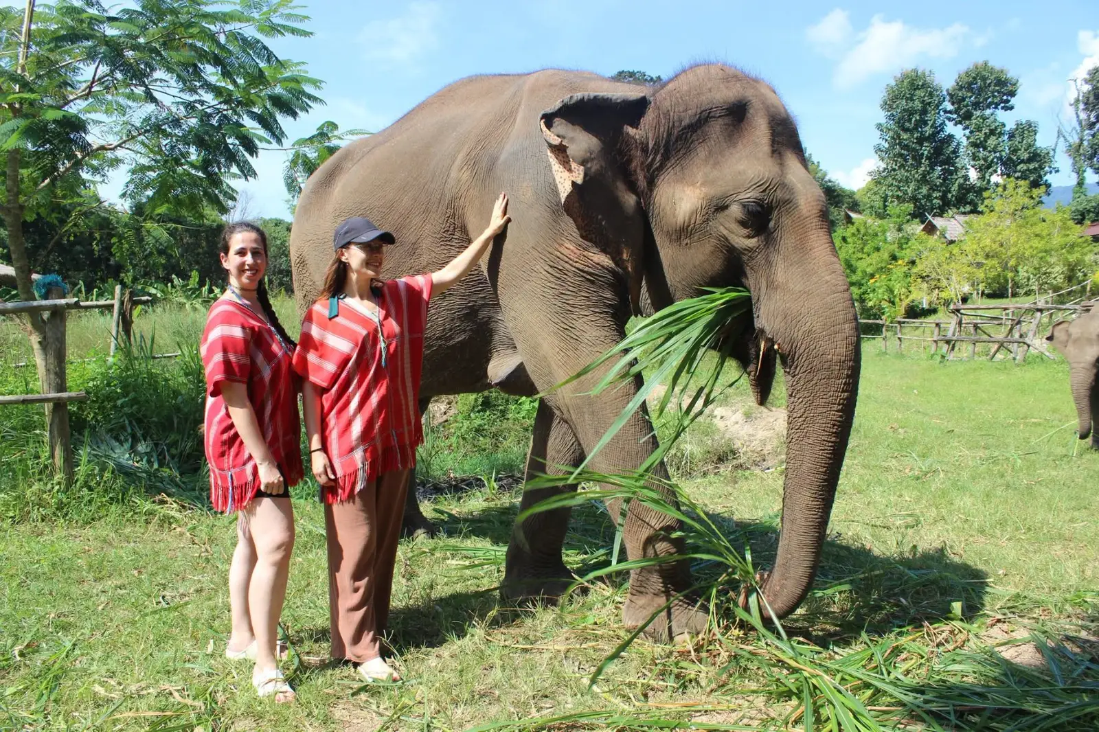 Half-Day Elephant Care & Baby Elephant (No Riding), photo 5