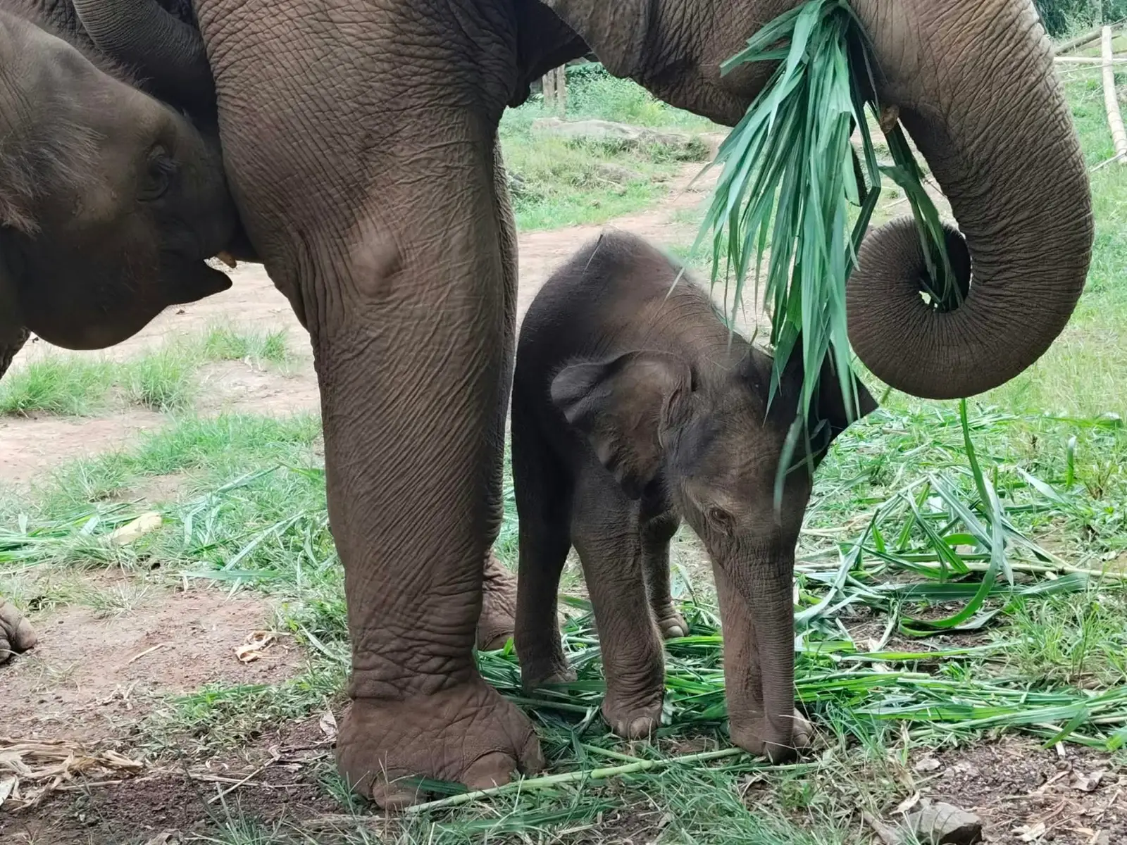 เดินป่า ล่องแพ และดูแลช้าง (เต็มวัน) รูปที่ 2