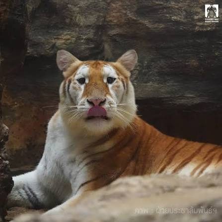 Chiang Mai Night Safari