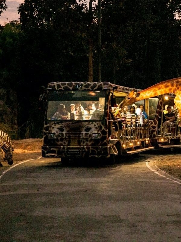 Chiang Mai Night Safari, photo 5