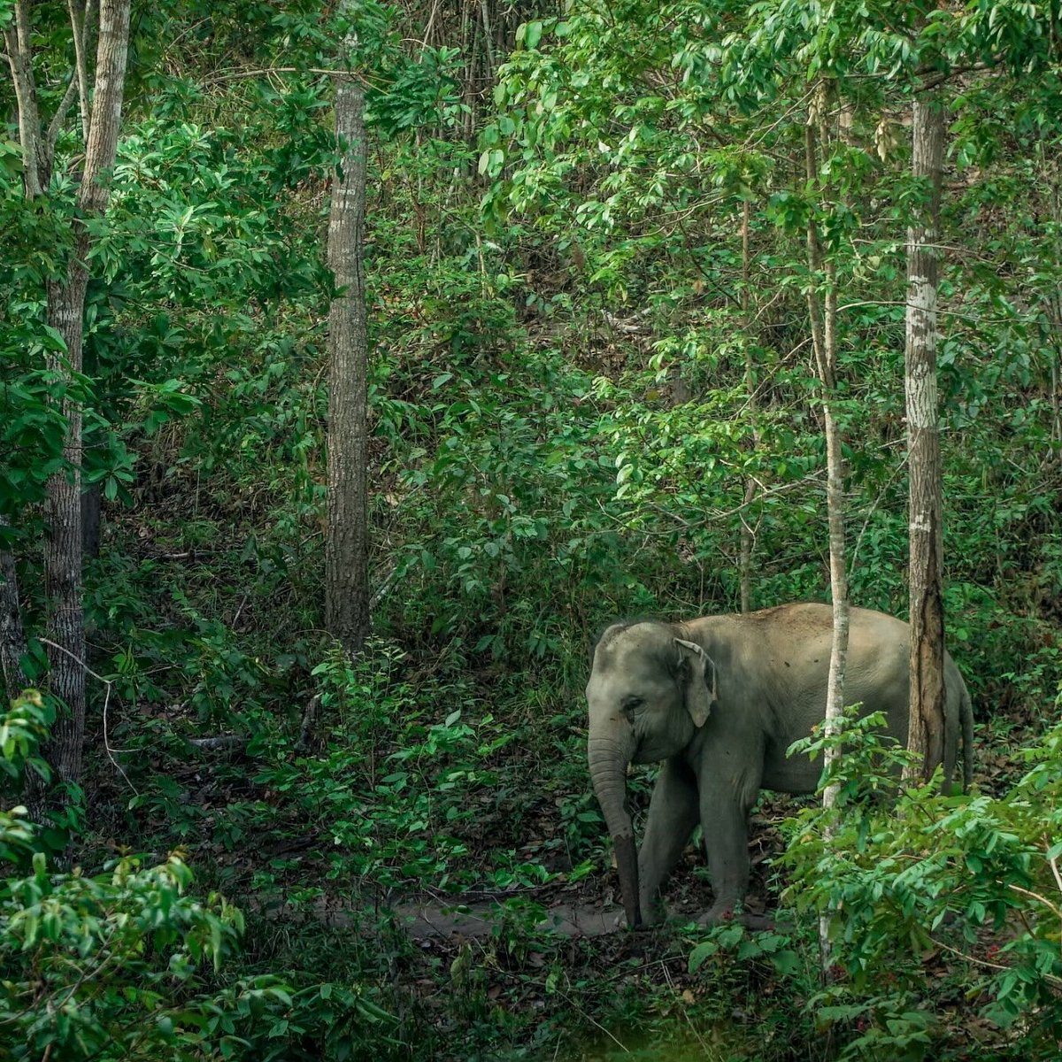Doi Inthanon Trek & Elephant Sanctuary, photo 4
