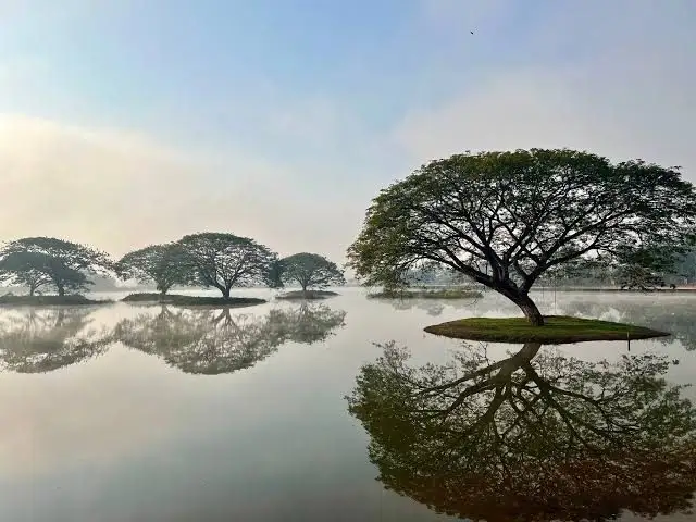 巨型雨树半日游，第 1 张