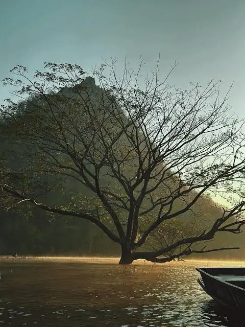 巨型雨树半日游，第 3 张