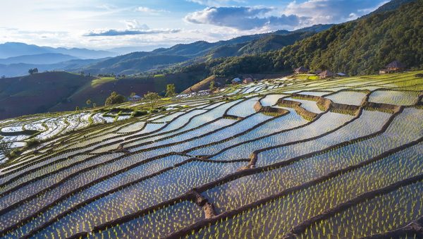 Pa Pong Piang Rice Terraces
