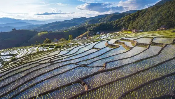 Pa Pong Piang Rice Terraces