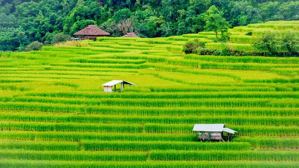 Pa Pong Piang Rice Terraces, photo 2