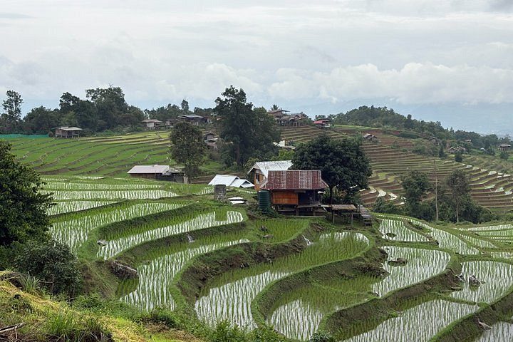 Pa Pong Piang Rice Terraces, photo 3