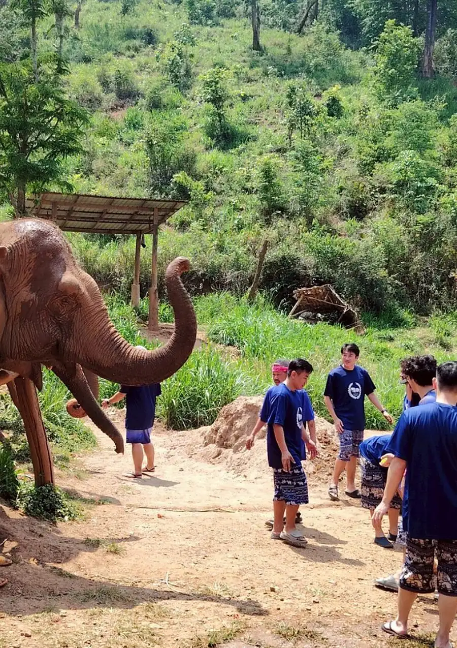 Half-Day Elephant Sanctuary